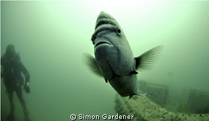 Yellow bar anglefish ,shot with 10.5 nikkor fisheye by Simon Gardener 